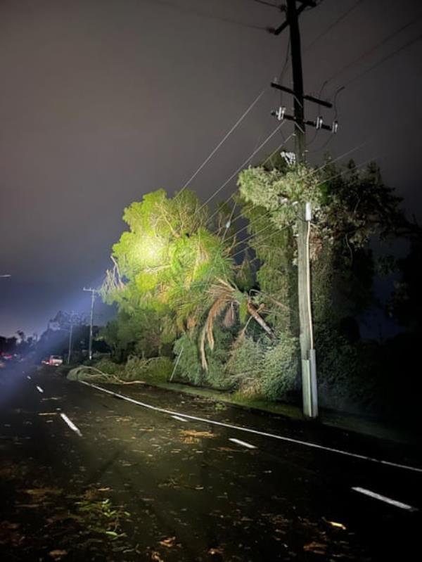 A fallen tree on power lines on the Gold Coast.