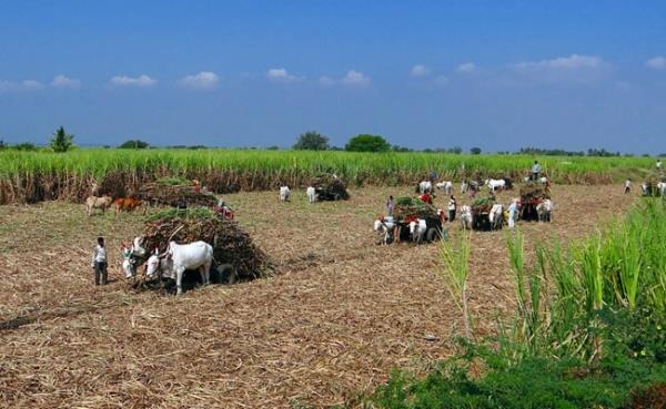 'Electro<em></em>nic Soil' That Enhances Crop Growth By 50% Developed By Scientists