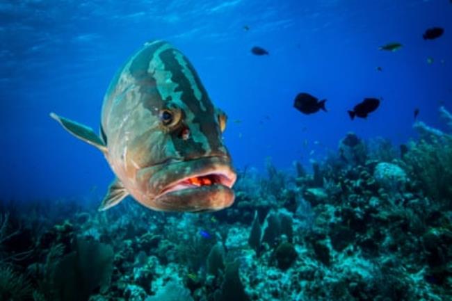 A large striped fish above a reef with other fish behind it