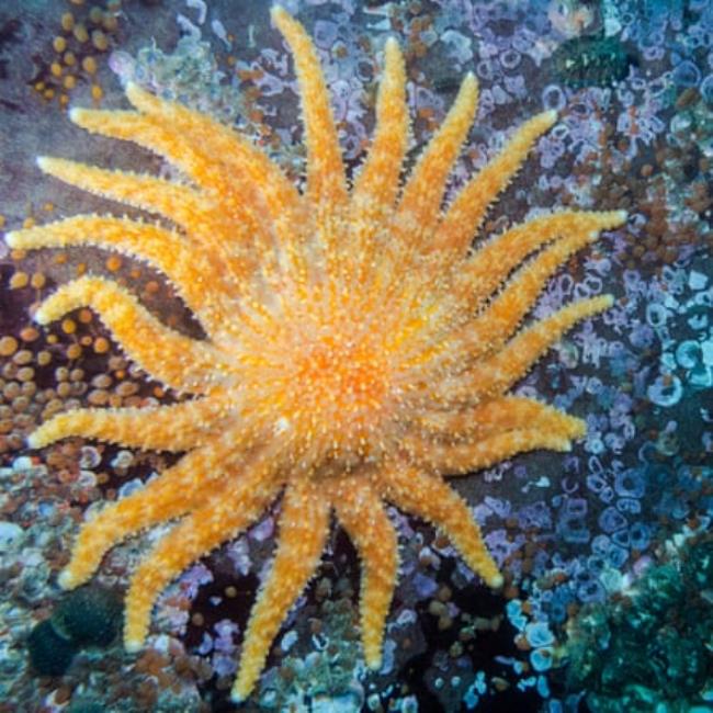 A sunflower sea star